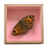 Butterfly naturalized under glass