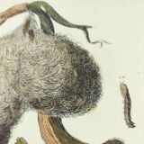 Old engraving from 1838 - Weaver and its nest - Hand-colored plate. zoology and ornithology