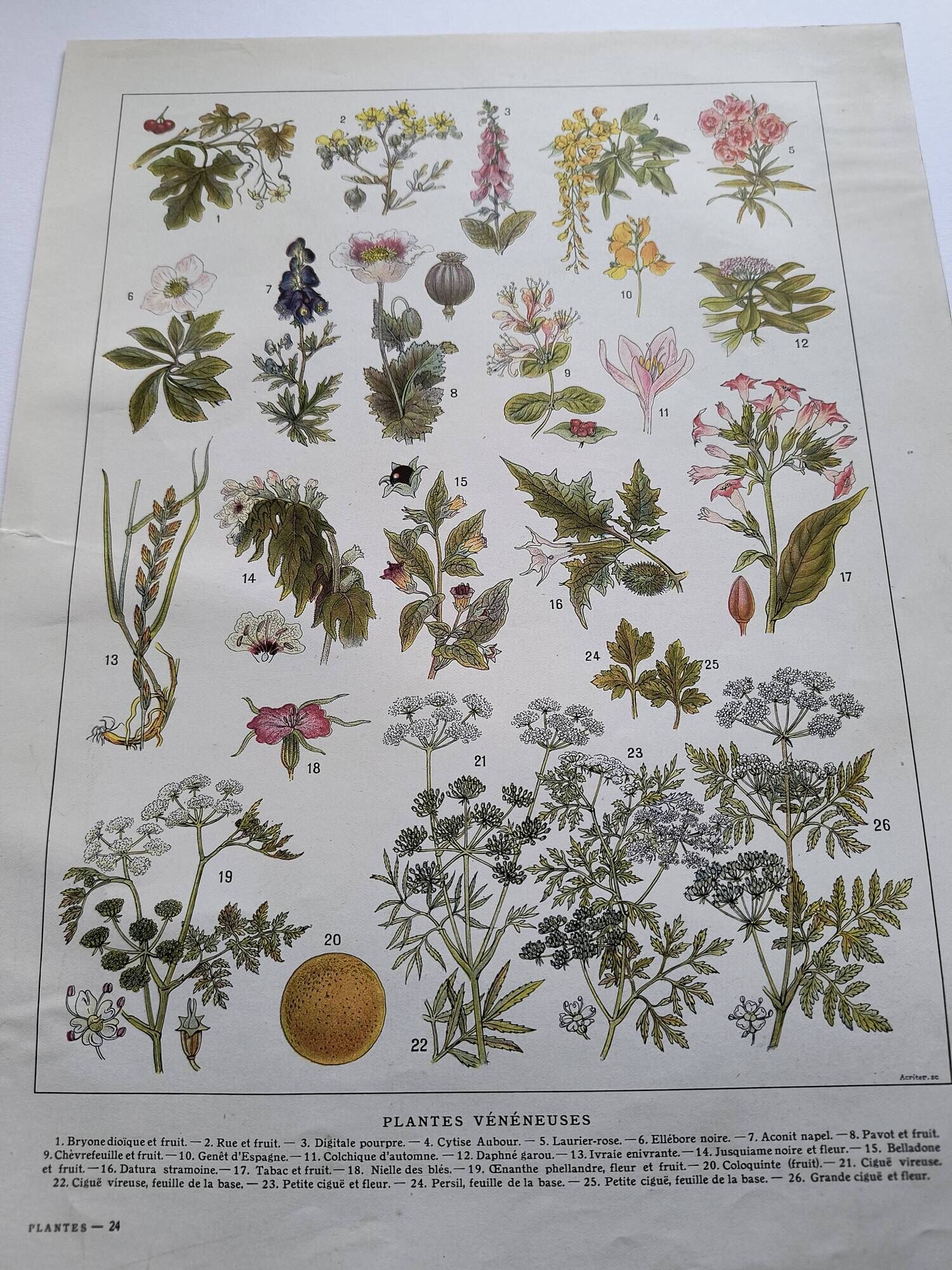 Botanical engraving 1922 - Poisonous plants - vintage floral print