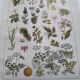 Botanical engraving 1922 - Poisonous plants - vintage floral print