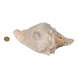 Pink shell, conch, stombus gigas, pink conch