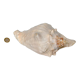 Pink shell, conch, stombus gigas, pink conch