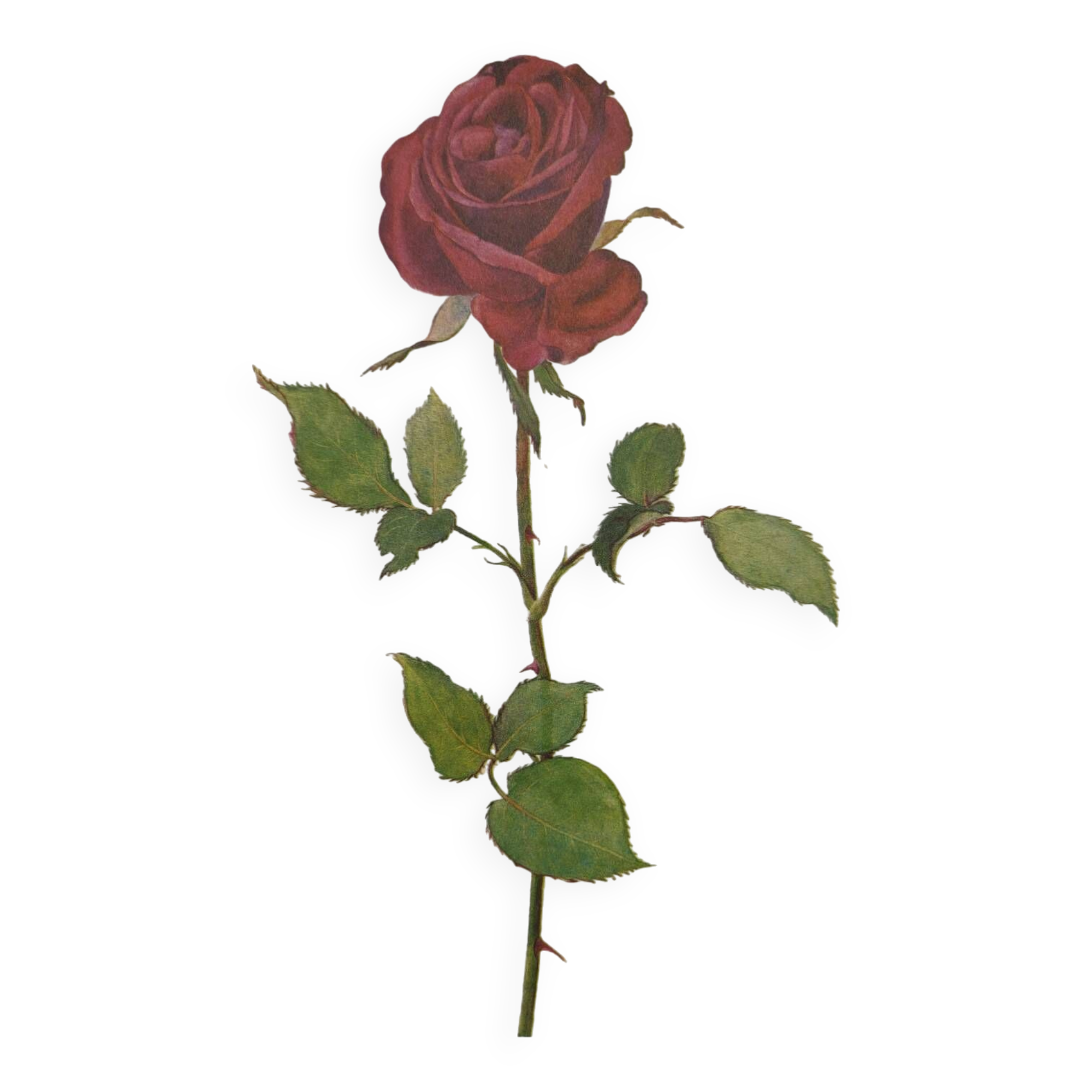 Botanical print from 1968 Crimson King - Vintage flower and rose illustration