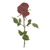 Botanical print from 1968 Crimson King - Vintage flower and rose illustration