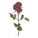 Botanical print from 1968 Crimson King - Vintage flower and rose illustration