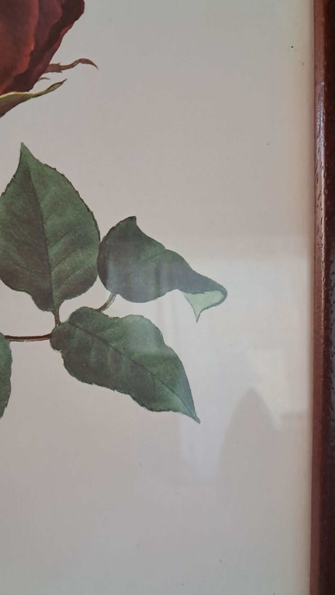 Vintage 1970 frame - Botanical illustration of Rose "Josephine B"