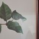 Vintage 1970 frame - Botanical illustration of Rose "Josephine B"