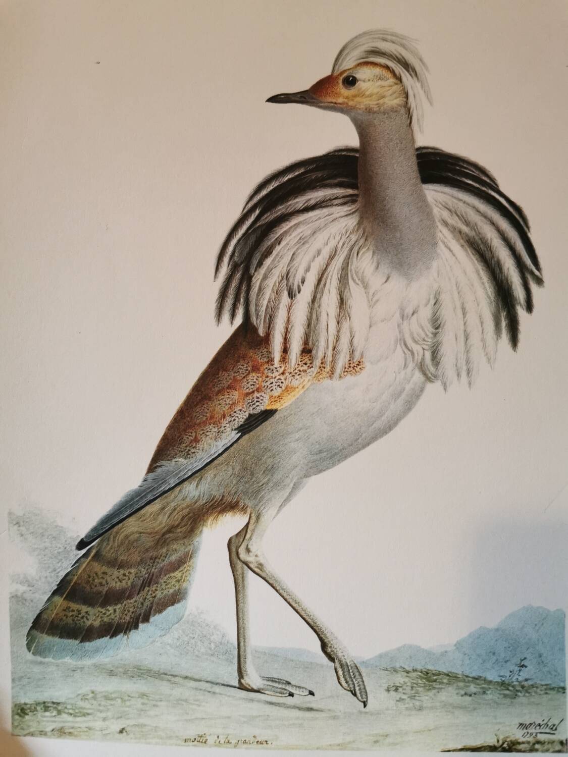 Old zoological plate