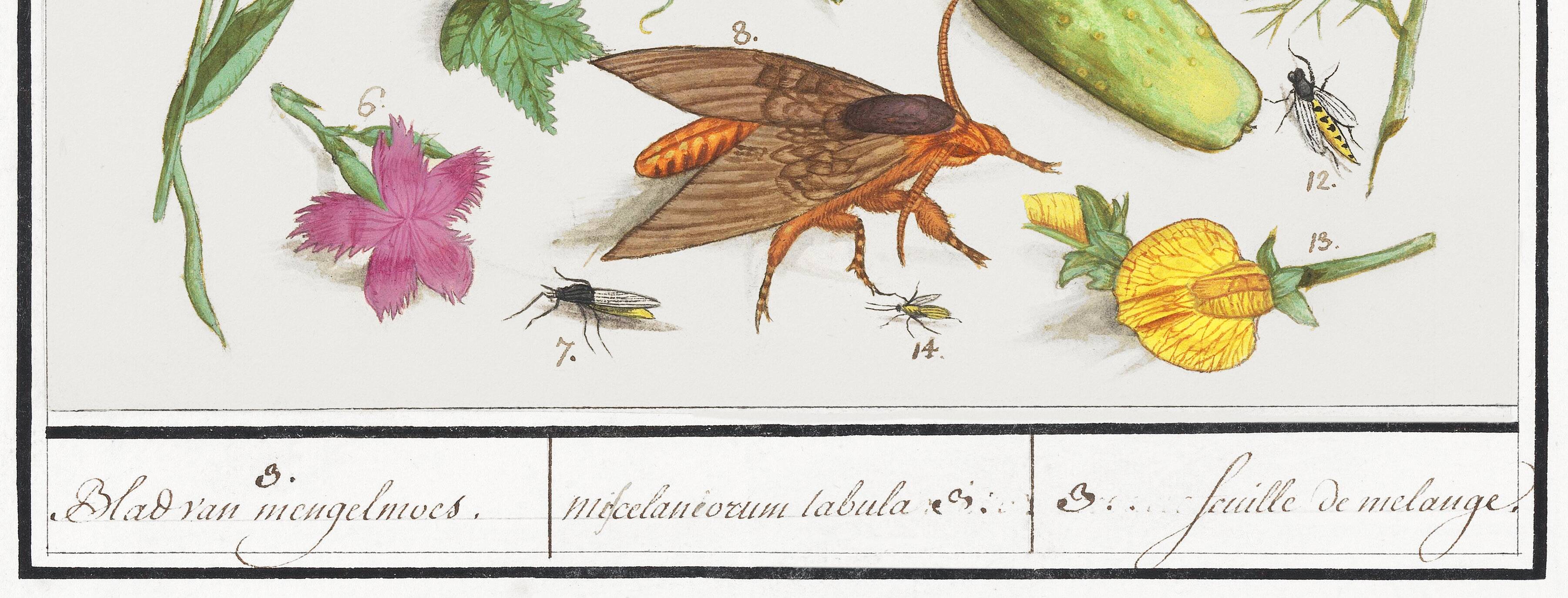 Small poster on insects and nature, based on an old engraving