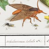 Small poster on insects and nature, based on an old engraving