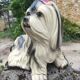 Shih Tzu dog statuette - 1950 - Italian