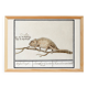 Small poster about the chameleon, after an old engraving from 1610.