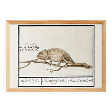 Small poster about the chameleon, after an old engraving from 1610.