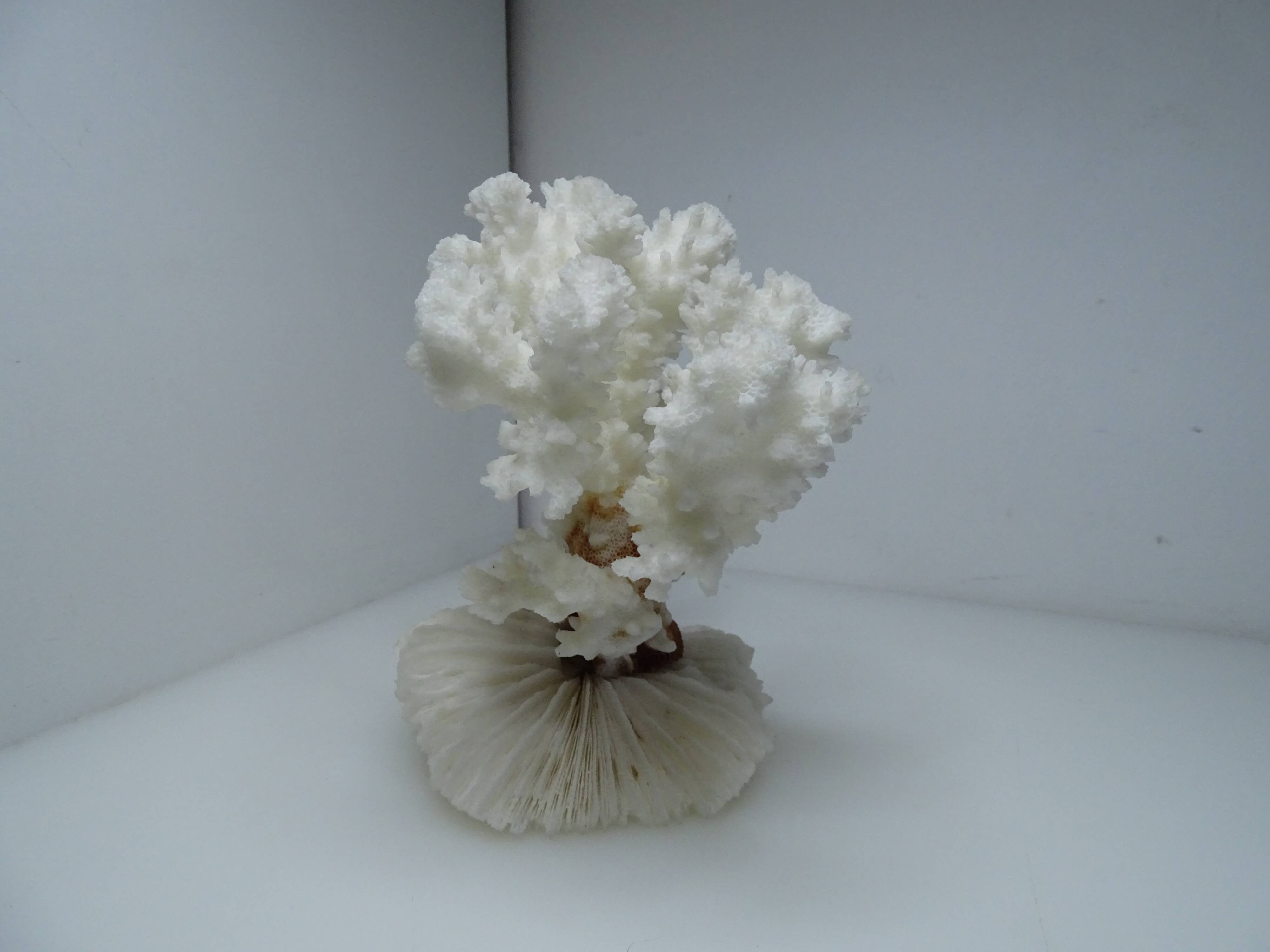 White coral on ancient base