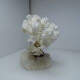 White coral on ancient base