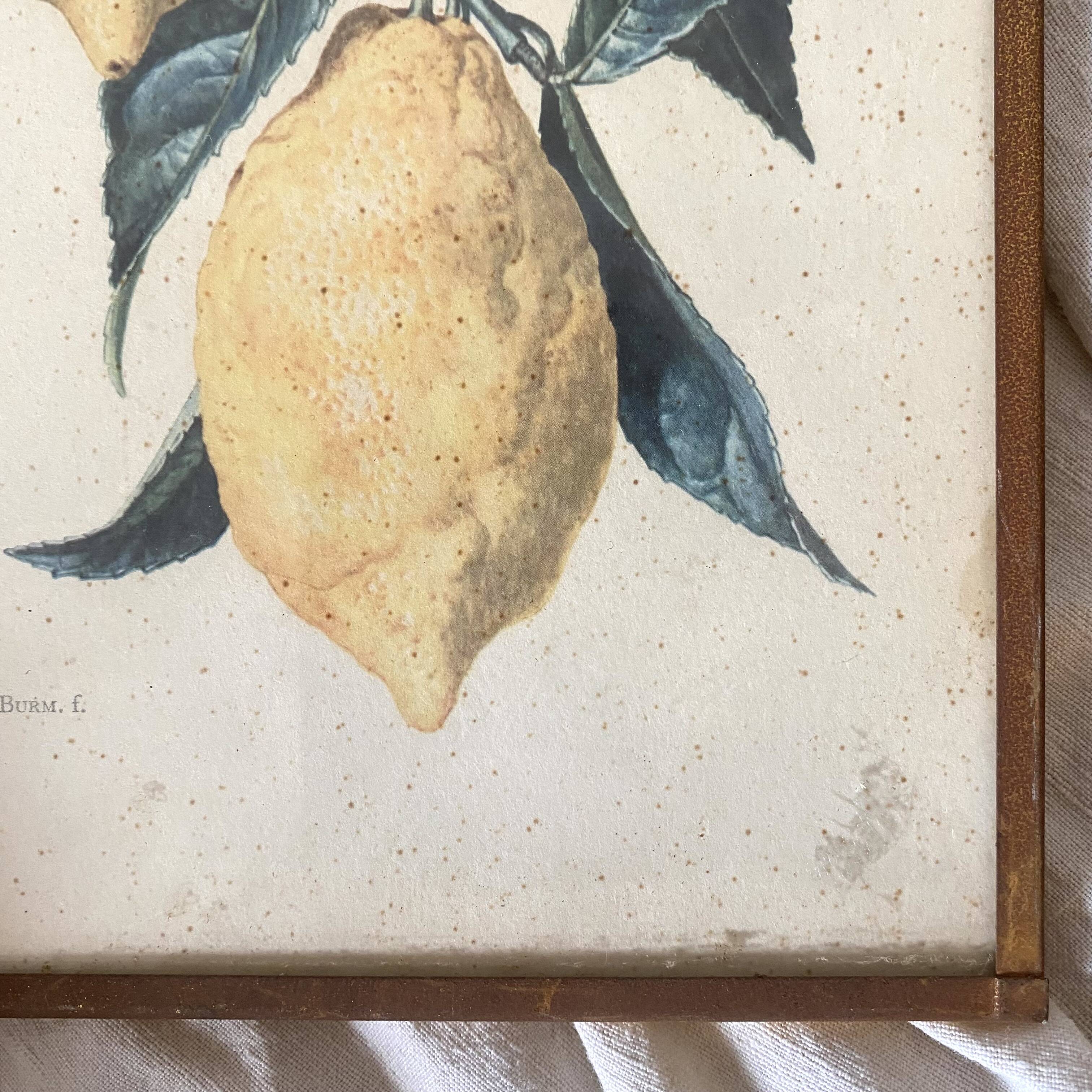 Botanical posters, flower and lemon lithographs, metal frame