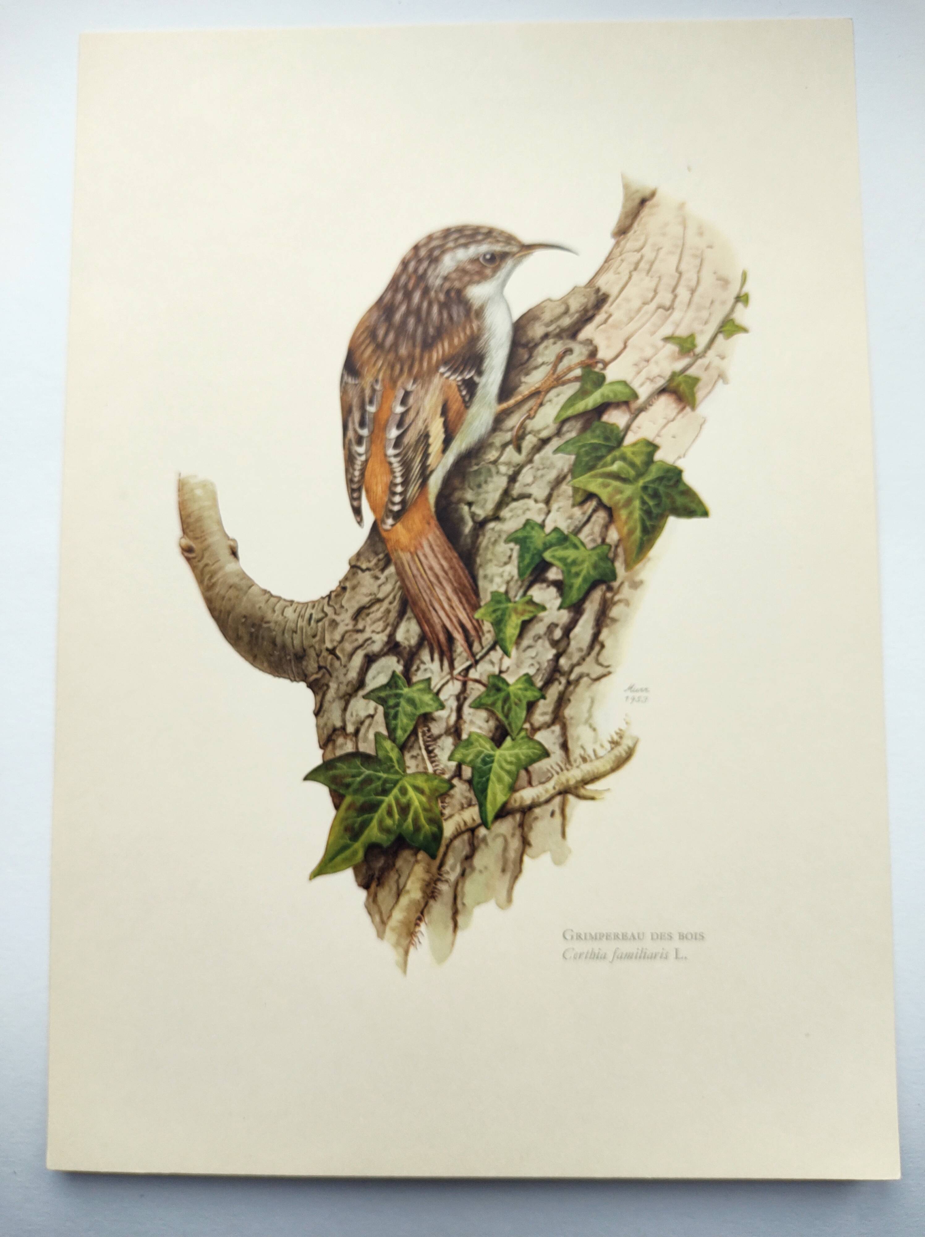 Vintage bird illustration from the 60s - Woodcreeper - Old zoological board