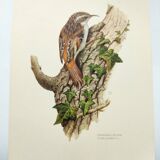 Vintage bird illustration from the 60s - Woodcreeper - Old zoological board