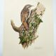 Vintage bird illustration from the 60s - Woodcreeper - Old zoological board