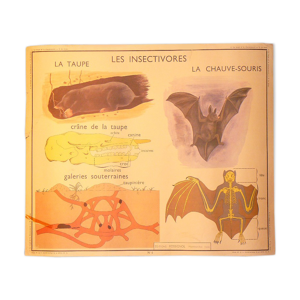 Carte ancienne murale