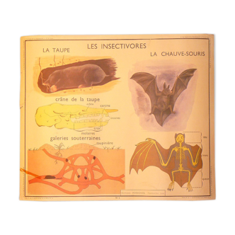 Carte ancienne murale éditions Rossignol  années 1950  le chien au verso la taupe et la chauve souris