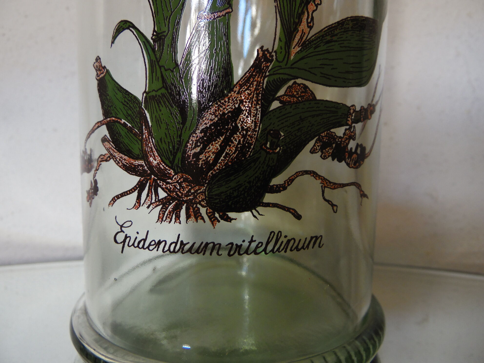 Bocal herboristerie "Epidendrum Vitellinum" en verre décoré et capuchon liège