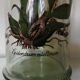 Bocal herboristerie "Epidendrum Vitellinum" en verre décoré et capuchon liège