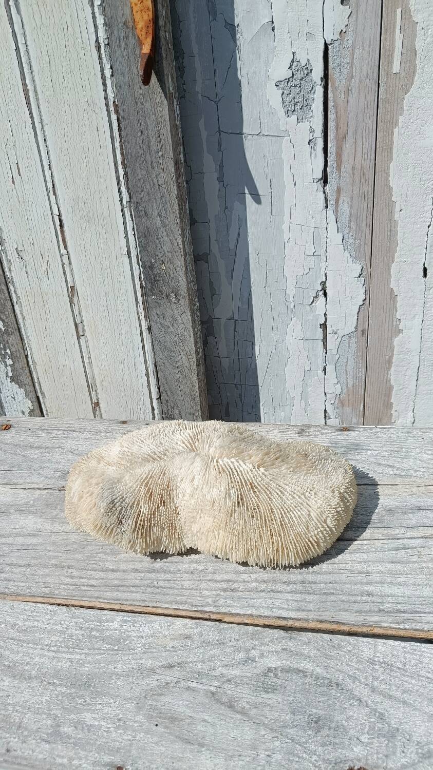 Vintage coral fungia large model