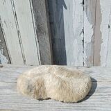 Vintage coral fungia large model