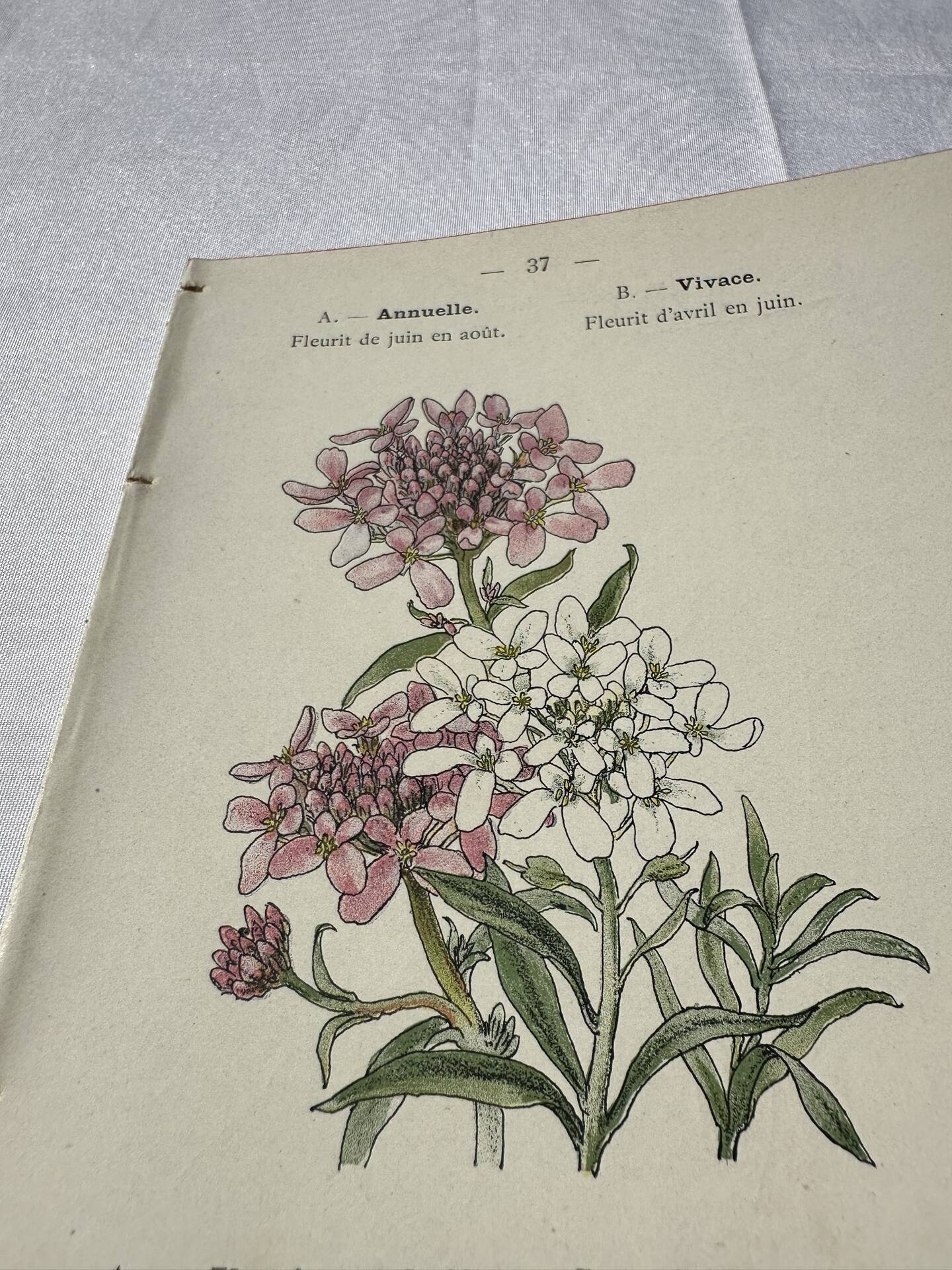 Botanical plate engraving flower France double-sided 19th century