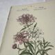 Botanical plate engraving flower France double-sided 19th century