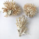 Lot de 3 petits buissons coraux du pacifique