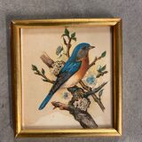 Bird paintings