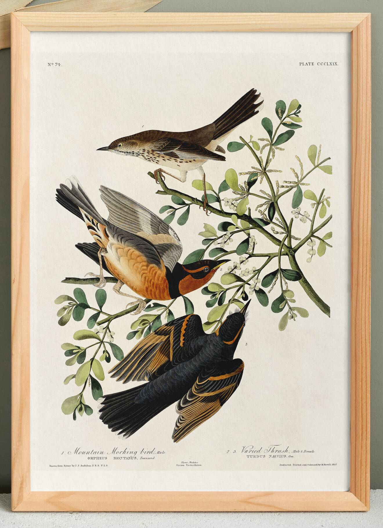 Poster about the Variegated Blackbird, after an old engraving from 1827.