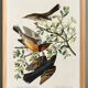 Poster about the Variegated Blackbird, after an old engraving from 1827.
