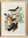 Poster about the Variegated Blackbird, after an old engraving from 1827.