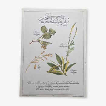 Planche botanique "Tisane contre les diarrhées légères"