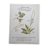 Botanical plank "Tisane against mild diarrhea"
