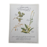 Planche botanique "Tisane contre les diarrhées légères"