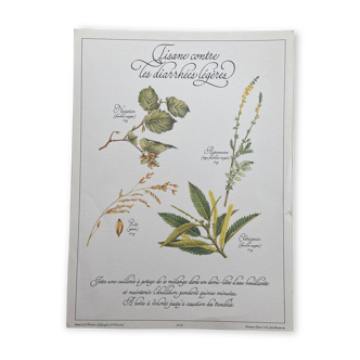 Botanical plank "Tisane against mild diarrhea"