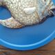 Vallauris ceramic wall sculpture of a relief fish on a blue plaque.