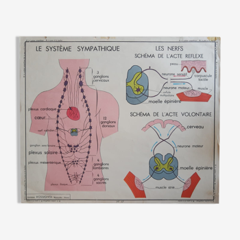 Educational poster, school Rossignol N18 skin and touch / N17 the sympathetic system