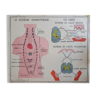 Educational poster, school Rossignol N18 skin and touch / N17 the sympathetic system