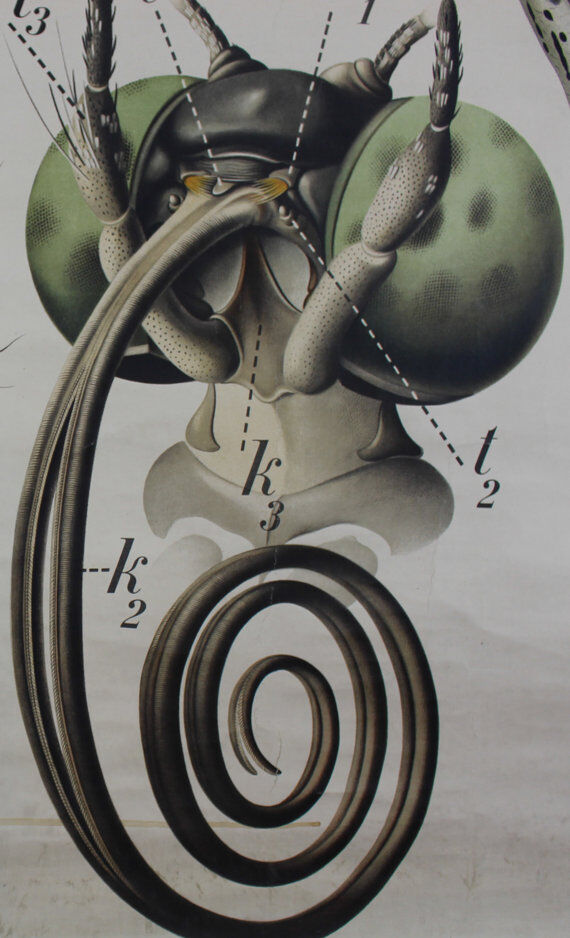 Poster "Butterfly" of the 20th century Paul Pfurtscheller 1912