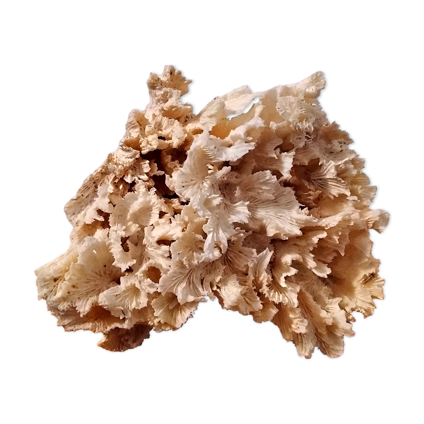 White coral