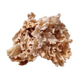 White coral