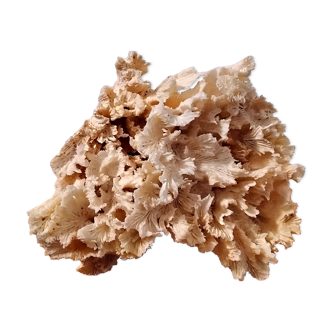 White coral