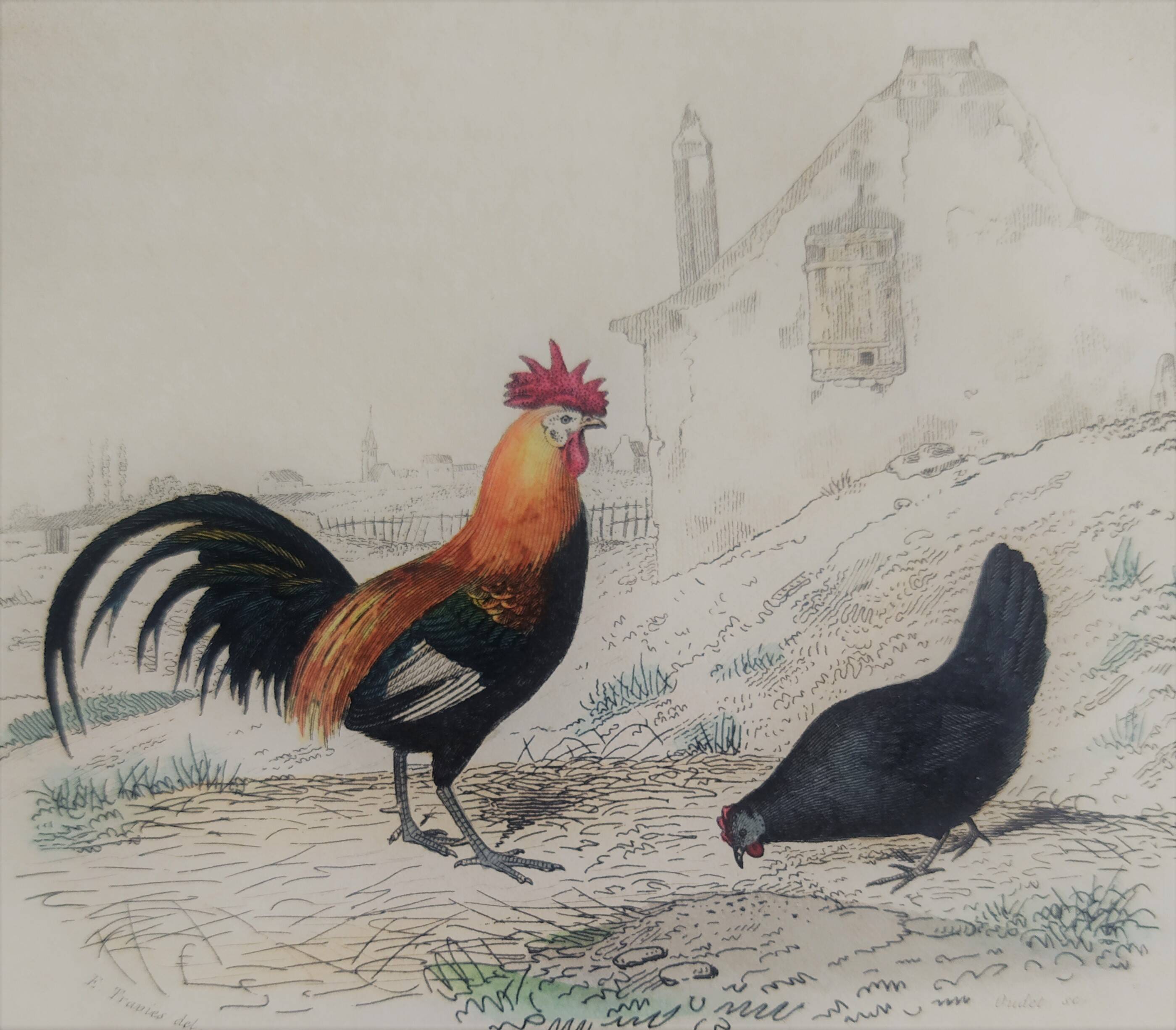 Ornithological Plate, Buffon 1838 "Rooster, Hen, Turkey, Guinea Fowl"