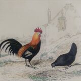 Ornithological Plate, Buffon 1838 "Rooster, Hen, Turkey, Guinea Fowl"