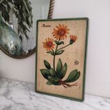 Cadre bois peinture fleurs arnica